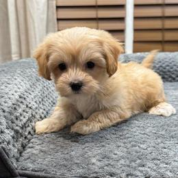 Sammie - Cream male Maltipoo puppy in Oakland, Kentucky from Imperial Dogs