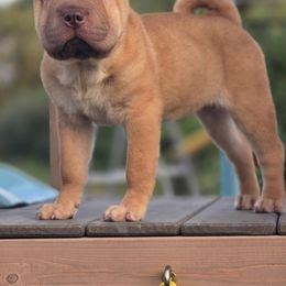 Chinese Shar-Pei Puppies from WrinkleMonsters
