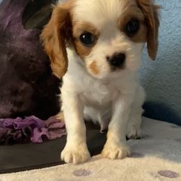 Cavalier King Charles Spaniel Puppies from Christina’s Cavaliers