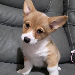 Sable Male - Sable male Pembroke Welsh Corgi puppy in Unicoi, Tennessee from East Tennessee Clark Corgis