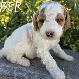 Aussiedoodle, Bernedoodle, Poodle, and Sheepadoodle Puppies from Draper Mountain Doodles