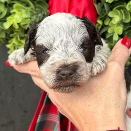 Purple girl - Parti female Miniature Schnauzer puppy in Oneonta, Alabama from Murphree Valley Kennels