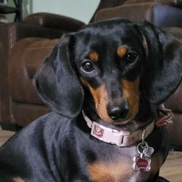 Samantha - Dachshund
