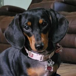 Samantha - Dachshund