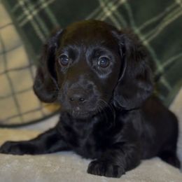 Binx - Black male Dachshund puppy in Sutherland, Virginia from Sutherland Estates Dachshunds