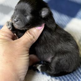 MALEFICENT - Black female Pomeranian puppy in Willis, Texas from Treasured Jewels Pomeranians