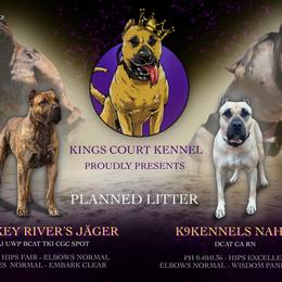 Perro de Presa Canario puppies from Kings Court Kennel