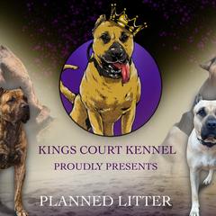 Perro de Presa Canario puppies from Kings Court Kennel