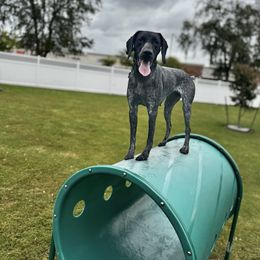 German Shorthaired Pointer puppies from Owl Ranch GSP