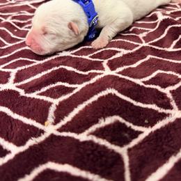 Dark blue collar - Red male Cane Corso puppy in Snellville, Georgia from A Really Good Kennel