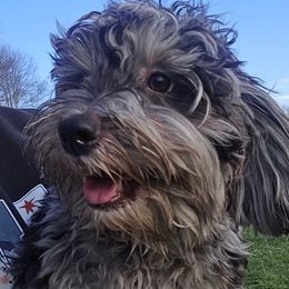 Bentley - Merle male Maltipoo puppy in Lebanon, Kentucky from Mosaic Merle Doodles