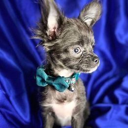 Chihuahuas and Poodles from Lesa's Pups