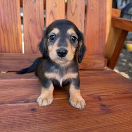 Black and Tan male - Black and tan male Dachshund puppy in Santa Rosa, California from Signature Mini Dachshunds