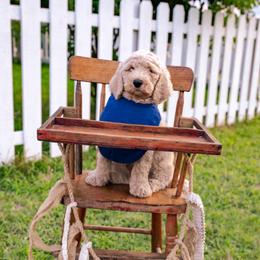 Petey - Gold male Australian Labradoodle puppy in Leonard, Texas from Laird Farms
