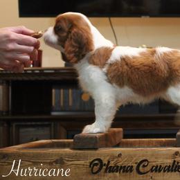Cavalier King Charles Spaniel Puppies from Ohana Cavaliers