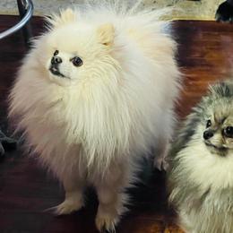 Ice Cream - Pomeranian