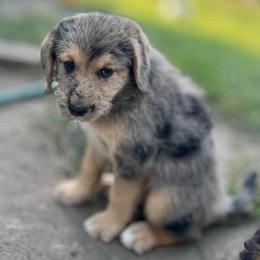 Cynthia - Merle female Assorted Doodle Crosses puppy in Kansas City, Missouri from Beary GoldenDoodles