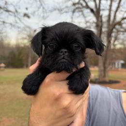 Brussels Griffon puppies from Lavish Griffons
