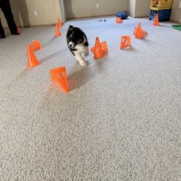 Australian Shepherd Puppies from SolarStorm Australian Shepherds