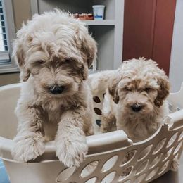Aussiedoodles, Goldendoodles, Pembroke Welsh Corgis, and Sheepadoodles from The Puppy Stables