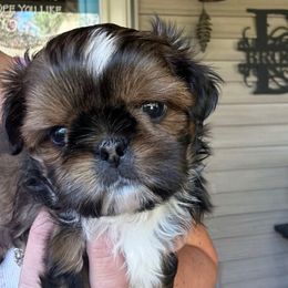 French Fry - Cream and white male Shih Tzu puppy in Nekoosa, Wisconsin from Brox Acres House of Fur LLC