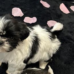 Daisy - Black and white Shih Tzu puppy in Riverside, California from Angel Babies