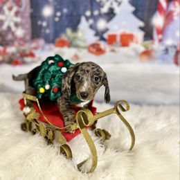 Bashful - Dapple female Dachshund puppy in Westport, Kentucky from Lonestar Creek Farm