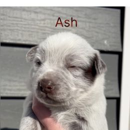 Ash - Red mottled male Australian Cattle Dog puppy in Floyd, Virginia from Southern Charm Heelers