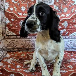 Spanx - English Cocker Spaniel