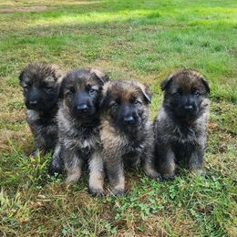 German Shepherd Puppies from Breton gsd