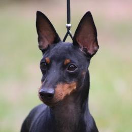 Hazel - Manchester Terrier
