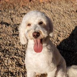 Ahsoka - Goldendoodle
