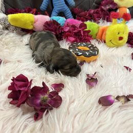 Dachshund Puppies from Gulfishan Kennels