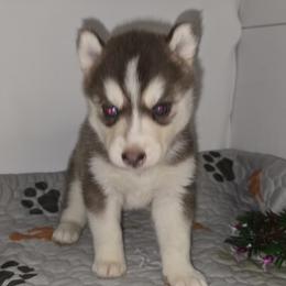 Tulla Mae - Red and white female Siberian Husky puppy in Kansas City, Missouri from Anuun's Huskies