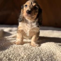 Dorain - Piebald male Dachshund puppy in Pflugerville, Texas from Dream A Dream Dachshunds