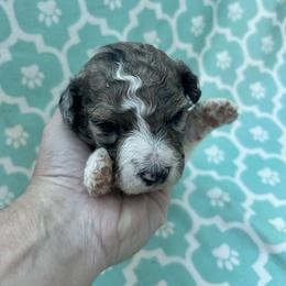 AKC Lightening - White male Poodle puppy in Athens, Tennessee from Paws & Kisses