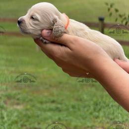 Miss. Orange-3200 - Cream female Dachshund puppy in Ocala/Gainesville, Florida from From the Heart Doxies