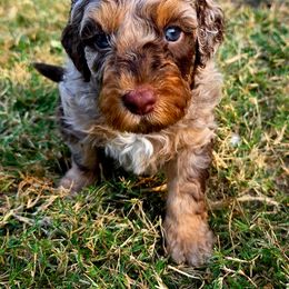 Aussiedoodle Puppies from Dogwood Family Doodles