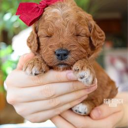 Marquee - Red  female Goldendoodle puppy in Salado, Texas from Red Ranch Dogs