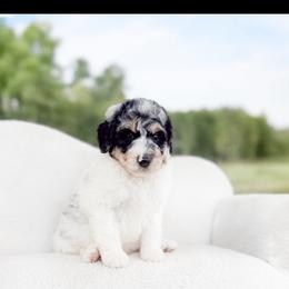 Goldendoodle and Poodle Puppies from Corbin’s Southern Curl’s