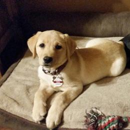 Labrador Retriever Puppies from Debbie Wing
