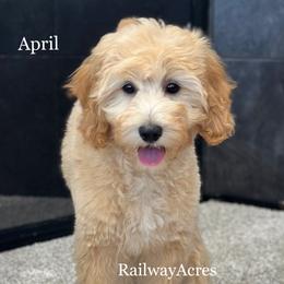 April - Apricot female Goldendoodle puppy in Milford, Indiana from Railway Acres Kennel