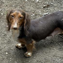 Brooke - Dachshund