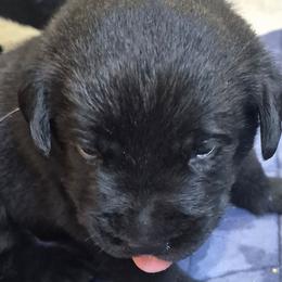 Tony, tan collar - Black male Labrador Retriever puppy in Greenwich, Ohio from Pure Gem Kennel
