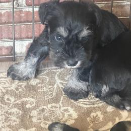 Boy 1 - Black and silver male Miniature Schnauzer puppy in Pottstown, Pennsylvania from Bandwagon Miniature Schnauzers