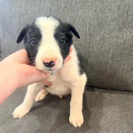 Blaze - Black and white male Border Collie puppy in Taylor, Arizona from Vowell Farm Border Collies