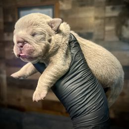 Female 1 - Lilac tri-color female Bulldog puppy in Wellsville, New York from Little Bit of Heaven Kennel