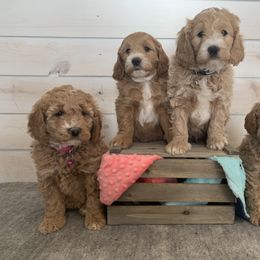 Goldendoodle Puppies from Krispy Doodles