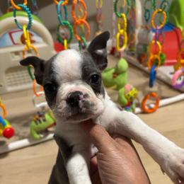 JACKPOT - Blue male Boston Terrier puppy in Anderson, South Carolina from Lola’s House of Bostons & Rescue