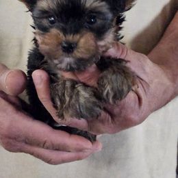 Yorkshire Terriers from Rocking K Ranch